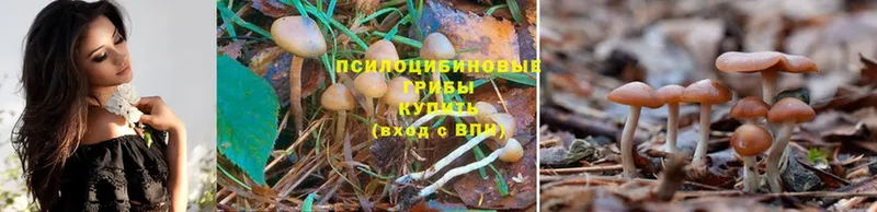 Псилоцибиновые грибы Psilocybe  дарк нет клад  Михайловка 